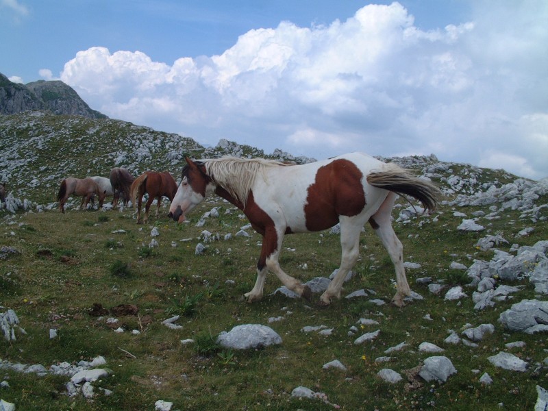 Animali al pascolo